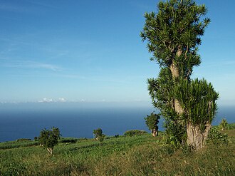 Dracaena marginata (dragonnier)