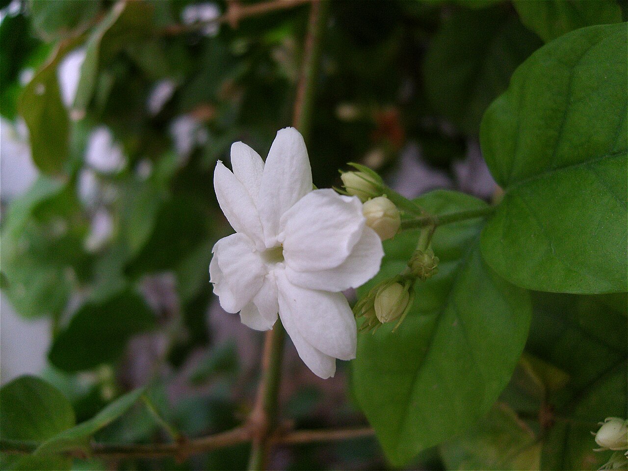 Fell (jasmin d'Arabie)