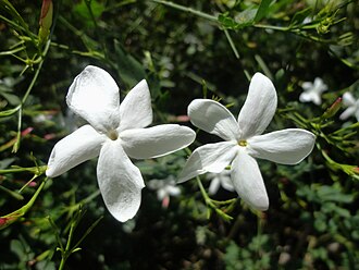 Jasmin de Tunisie