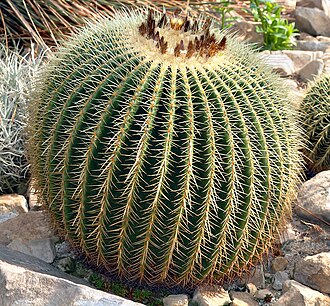 Cactus boule (coussin de belle-mère)