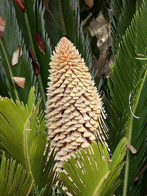 Cycas