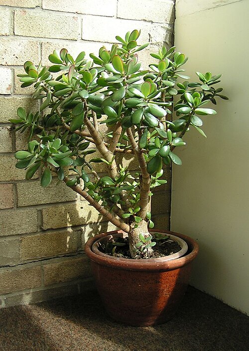 Crassula (arbre de jade)