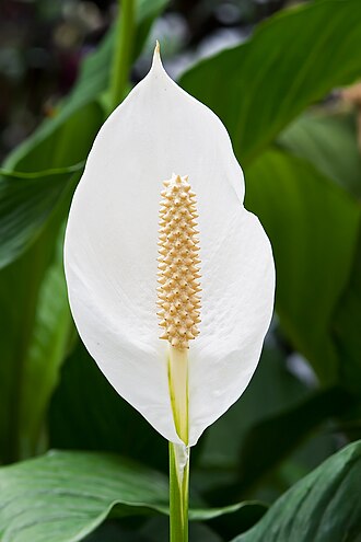 Spathiphyllum (fleur de lune)