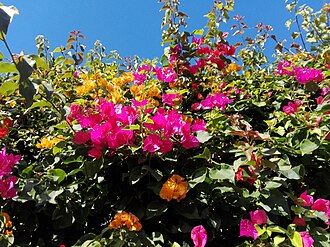 Bougainvillier
