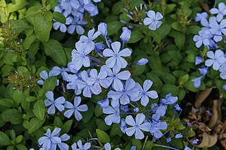 Plumbago (dentelaire du Cap)
