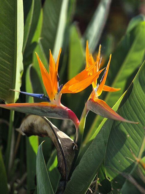 Oiseau de paradis