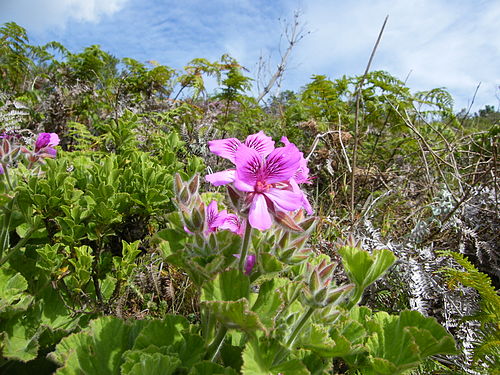 Géranium (pélargonium)