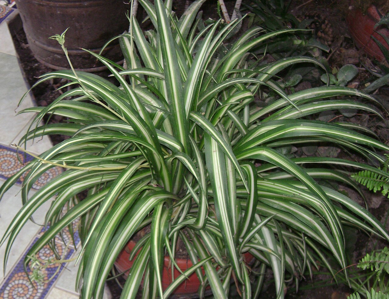 Chlorophytum (plante araignée)
