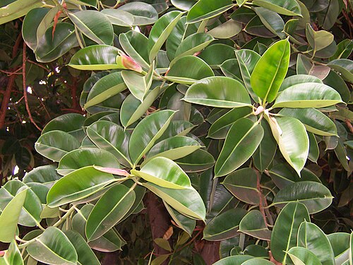 Ficus elastica (caoutchouc)