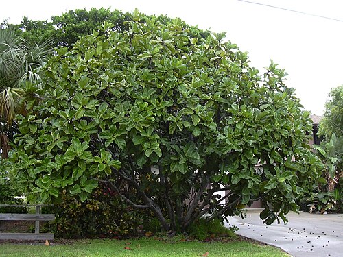 Ficus lyrata (figuier lyre)